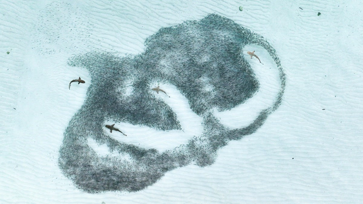 A bird’s-eye view of four sharks and their schooling prey.