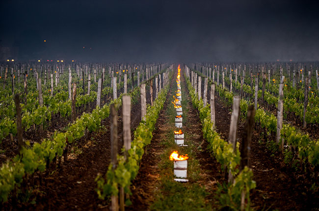bordeaux vineyard frosts 2017