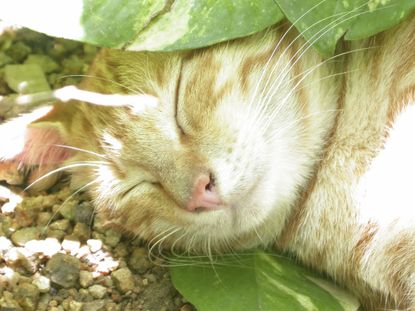 Cat Sleeping In Garden Under Green Leaves