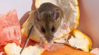 Mouse eating grapefruit peel