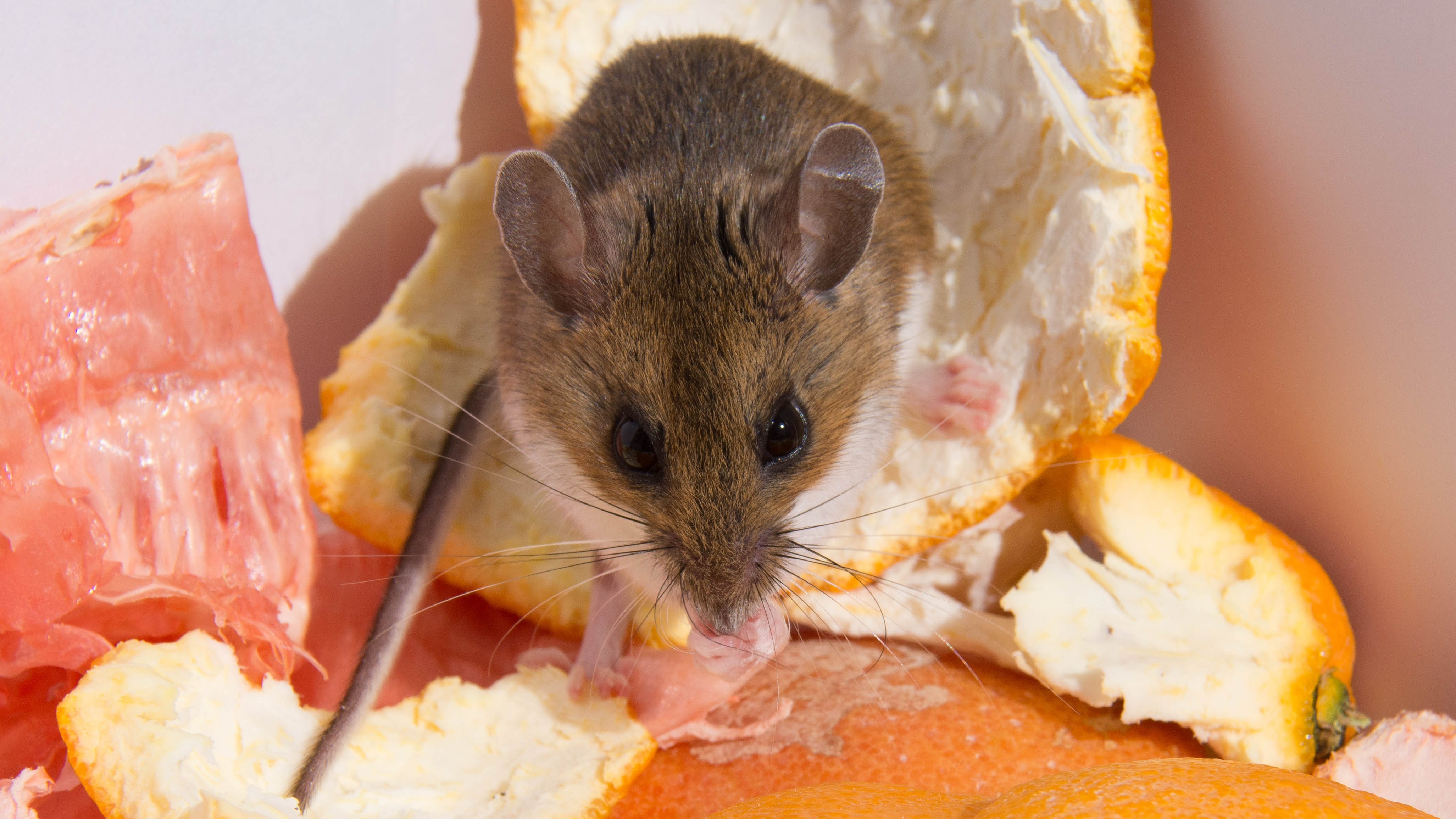 A mouse eating grapefruit peel