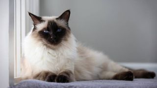 hypoallergenic cat breeds: balinese cat