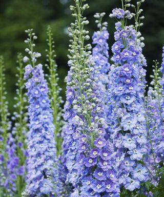 Blue delphinium 'spindrift' blooms close-up