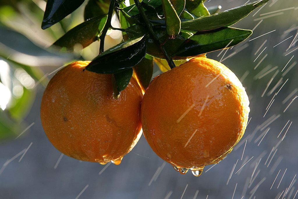 Oranges on a tree.