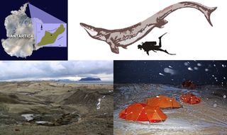 Researchers found the mosasaur Kaikaifilu hervei in Cretaceous-age rocks on Seymour Island in Antarctica (upper left). Kaikaifilu was quite large. See the human for scale (upper right). Paleontologists struggled through Antarctica's extreme climate when they excavated the specimen (lower right). The muddy site where experts found Kaikaifilu (bottom left).