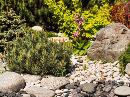 A Backyard Rock Garden