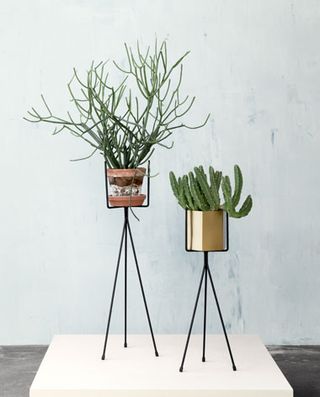 Two potted plants on black tripod legs.