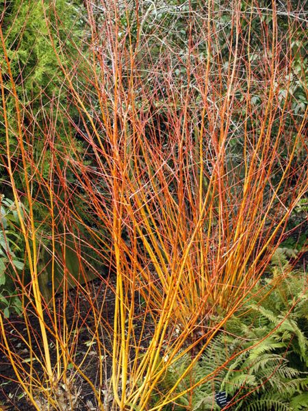 Coral Bark Willow Tree