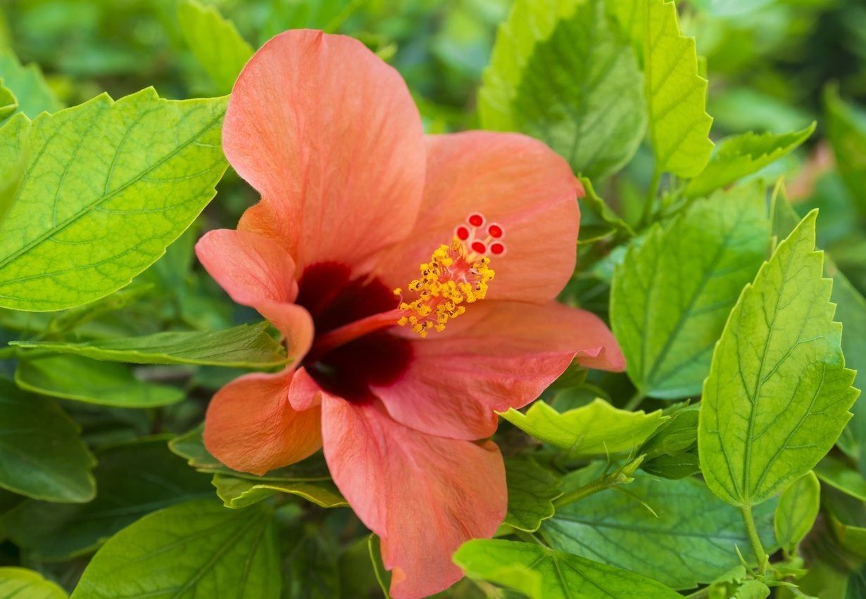 Red Hibiscus Flower