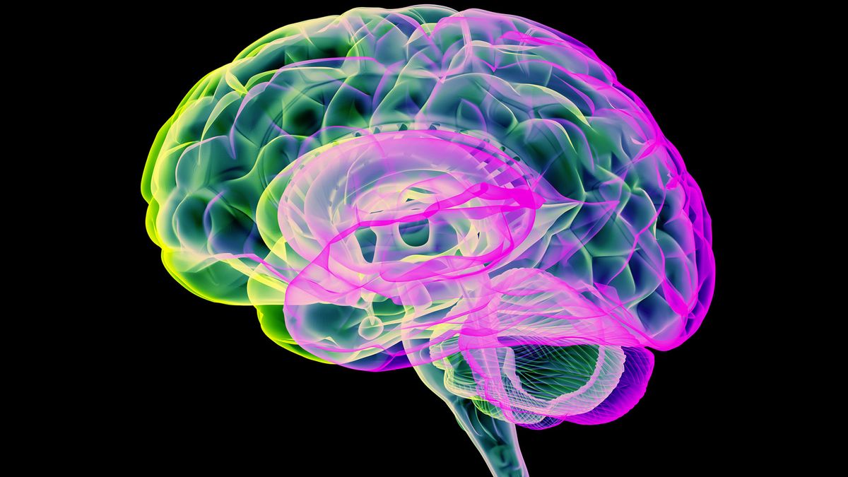 Brain shrinkage tied to aging 'pauses' as a woman nears menopause, study finds
