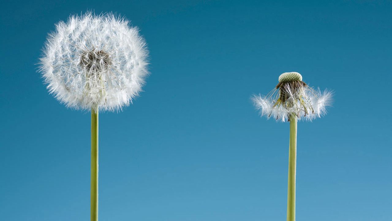 Two dandelions, one that is full and one that has blown away