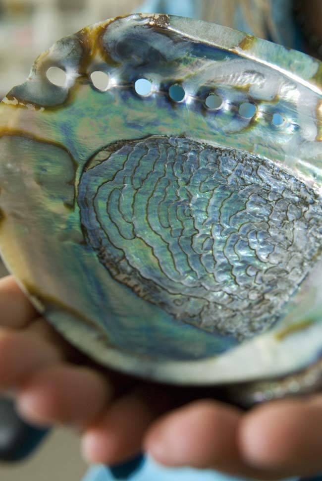 Secret to Abalone Shell Strength Revealed Live Science
