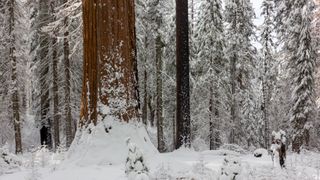 A giant sequoia tree in Tuolumne meadow in Yosemite in the snow