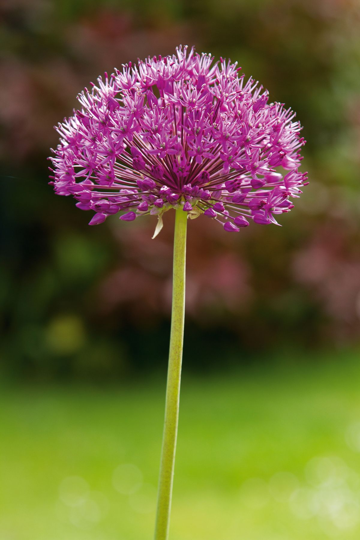 &hellip; but at 105mm we have a nicely isolated subject