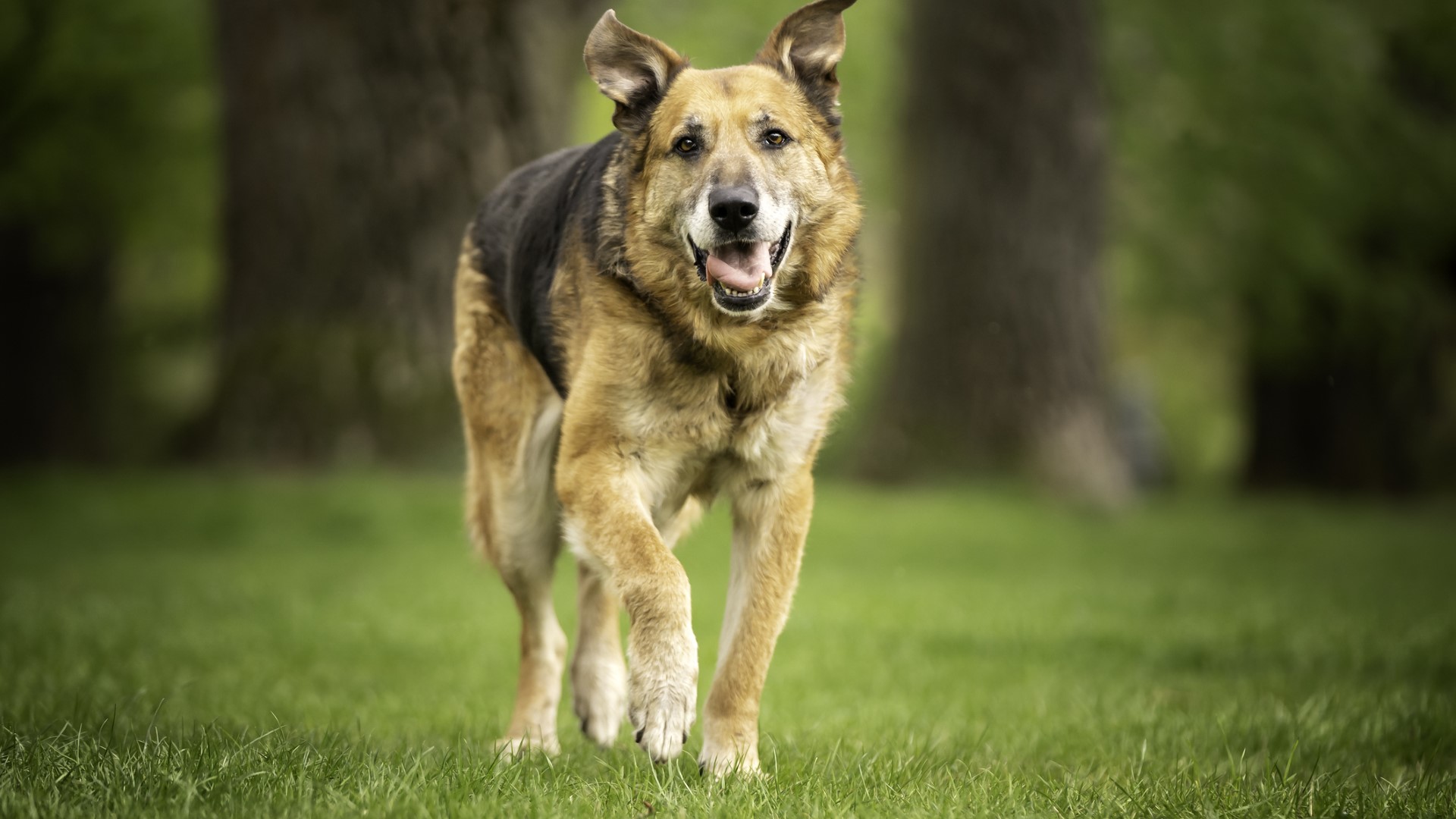 a senior German shepherd mix trots toward the camera in a sunny park