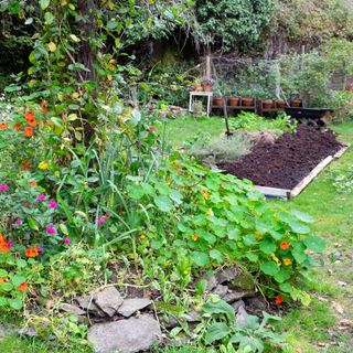 View of nasturtiums, salvia in flower bed and no dig raised bed with well rotted manure in October garden in Carmarthenshire Wales