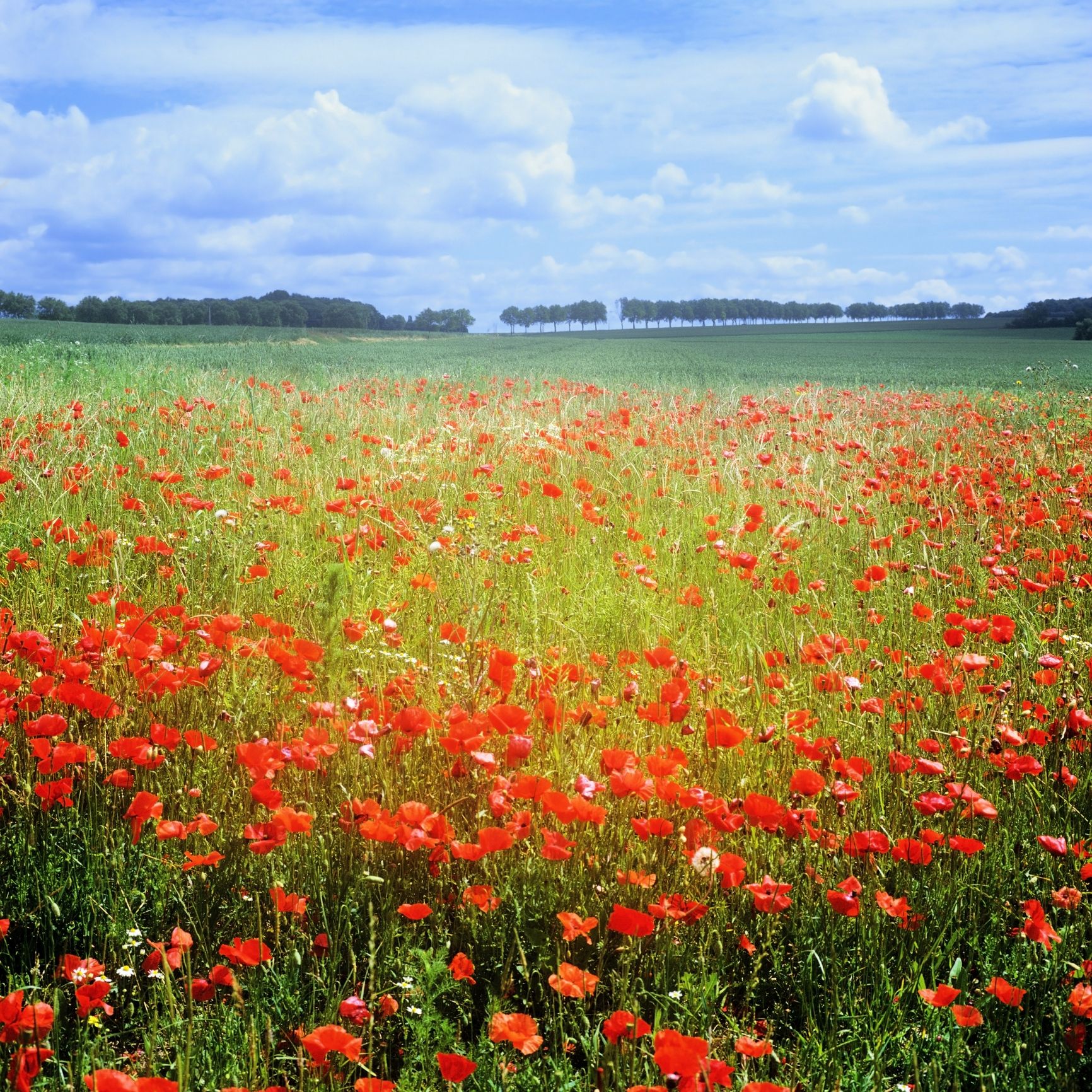 Somme battlefield