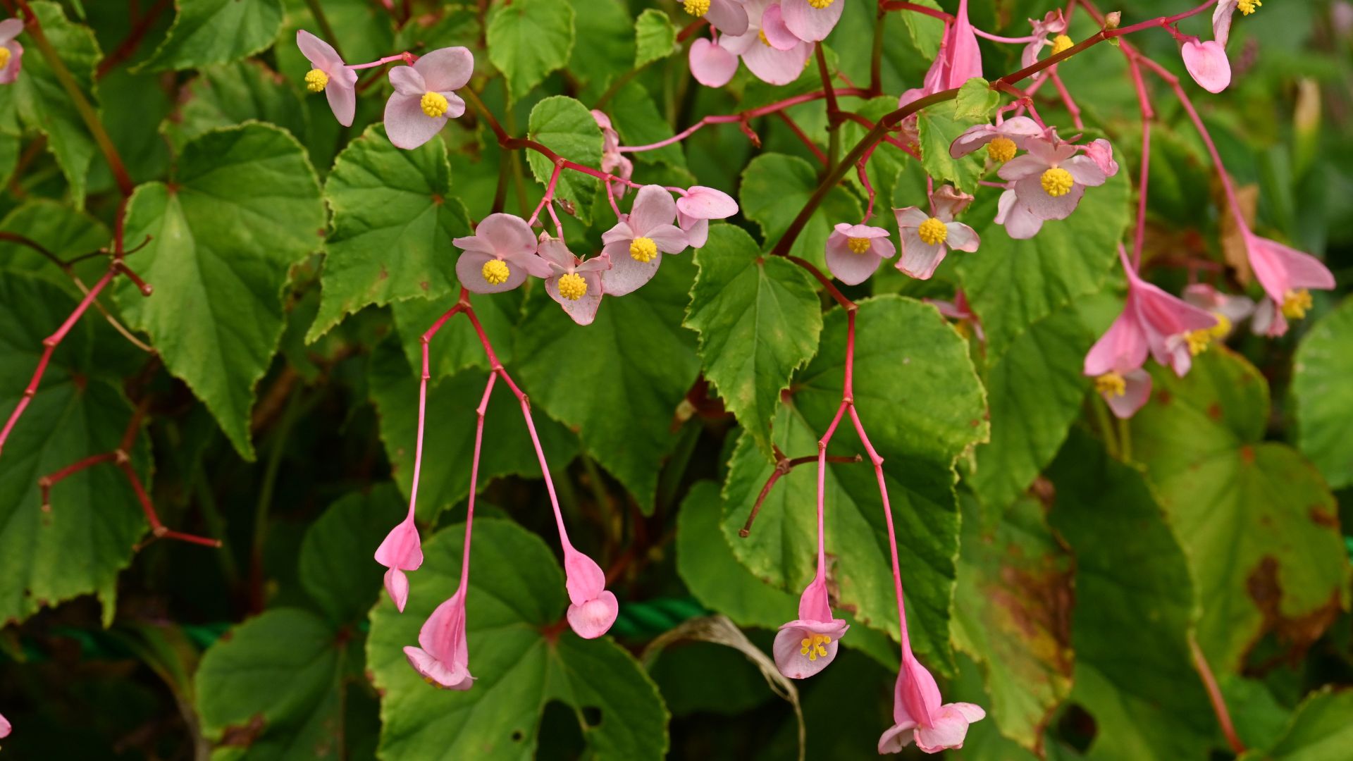 picture of hardy begonias