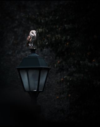 owl on lamp, Sony World Photography Awards