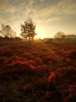 Frosty Britain - Juliette Newton