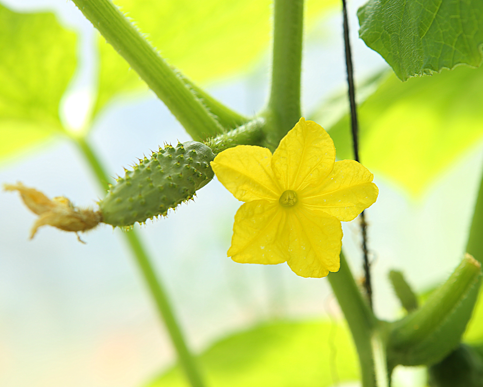 Yellow flower on cucumber plant