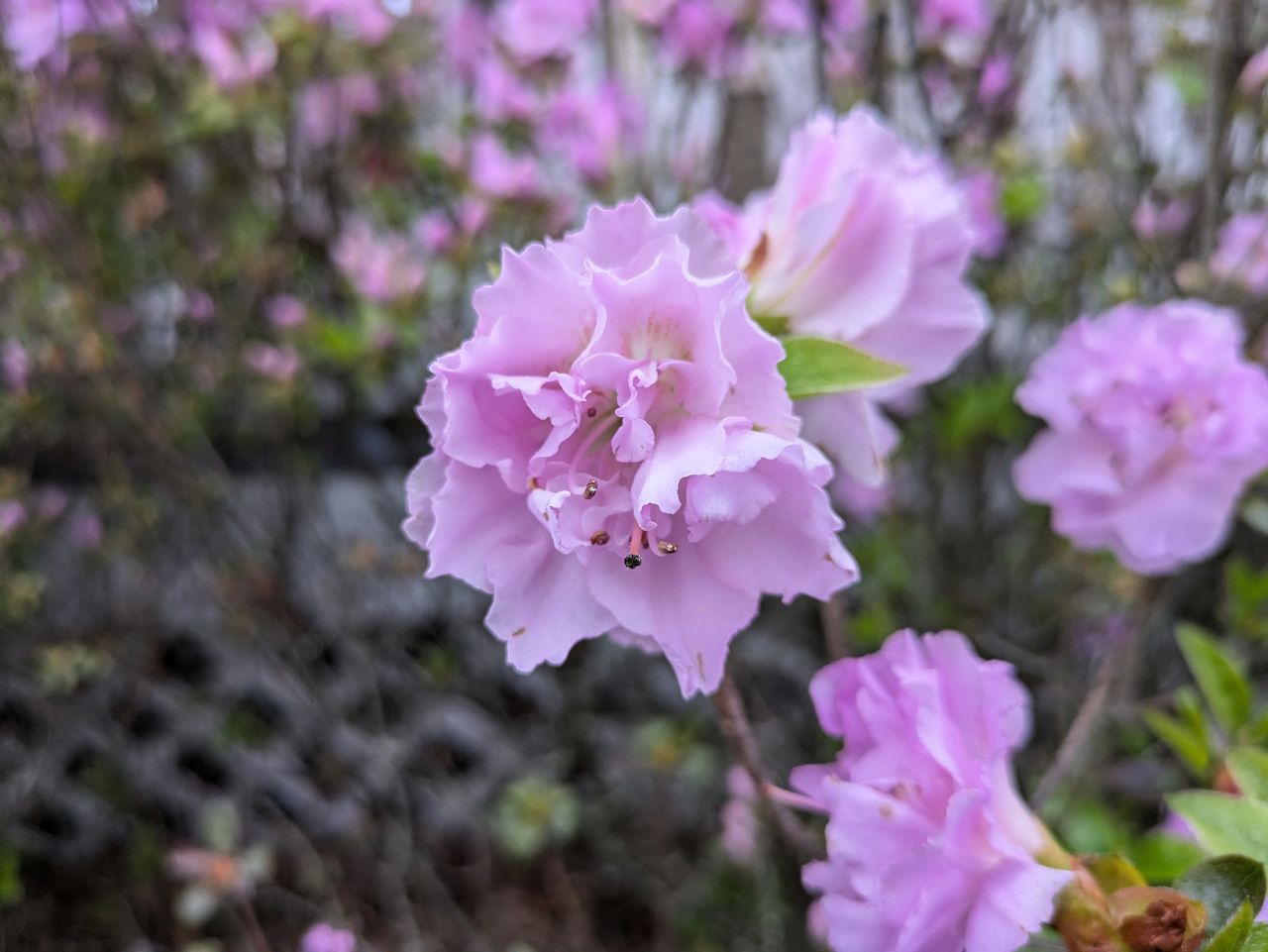 Google Pixel 8a camera sample.