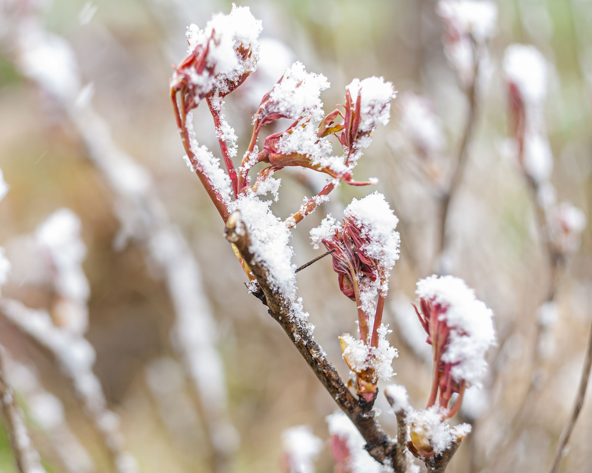 frosty peony plants