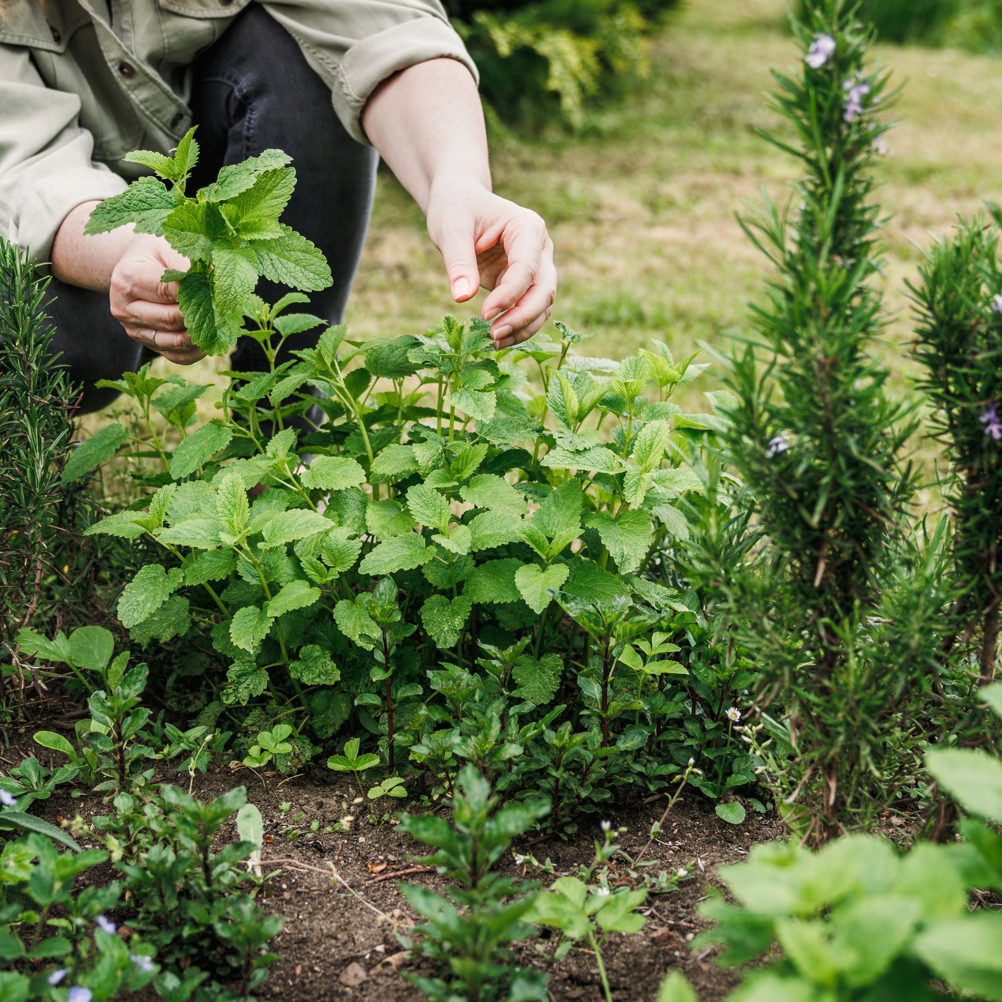 lemon balm plant in garden