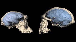 An early Homo skull from Dmanisi, Georgia (left) next a later Homo skull from Sangiran, Indonesia (right). A virtual reconstruction of their brains shows how the Dmanisi individual had a great ape-like brain, while the Sangiran individual had a modern human-like brain.