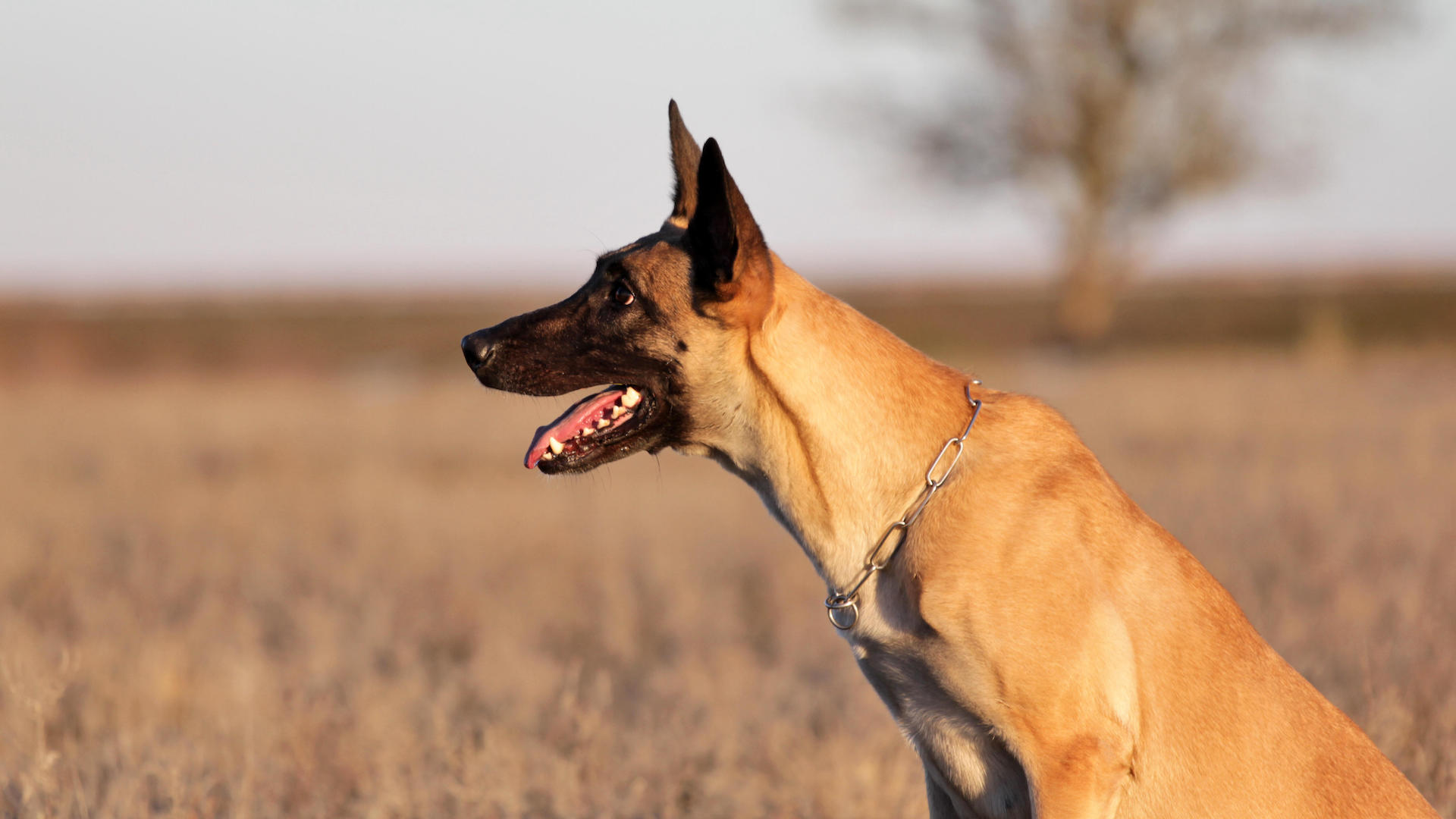 Belgian malinois