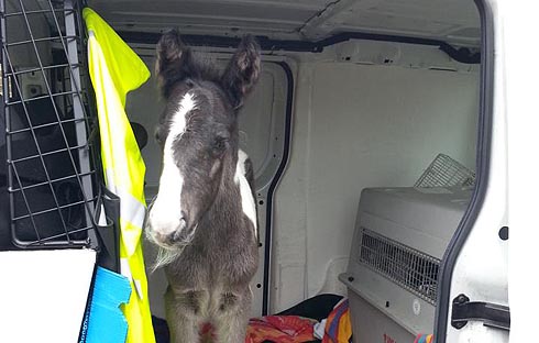 The rescued foal arriving at the vets in an RSPCA van