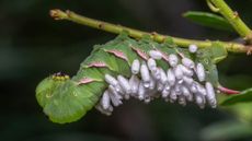 A caterpillar covered in parasitic wasp cocoons.