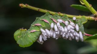 A caterpillar covered in parasitic wasp cocoons.