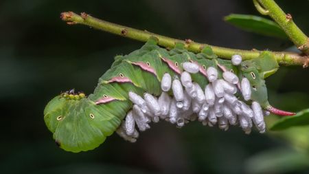 Why Do Gnats Swarm? Live Science