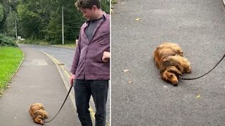 dog refuses to walk