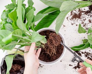 peace lily or Spathiphyllum in a clay terracotta flower pot on a wooden stand