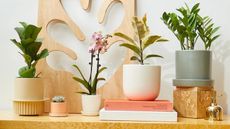 Houseplants in planters on wooden table