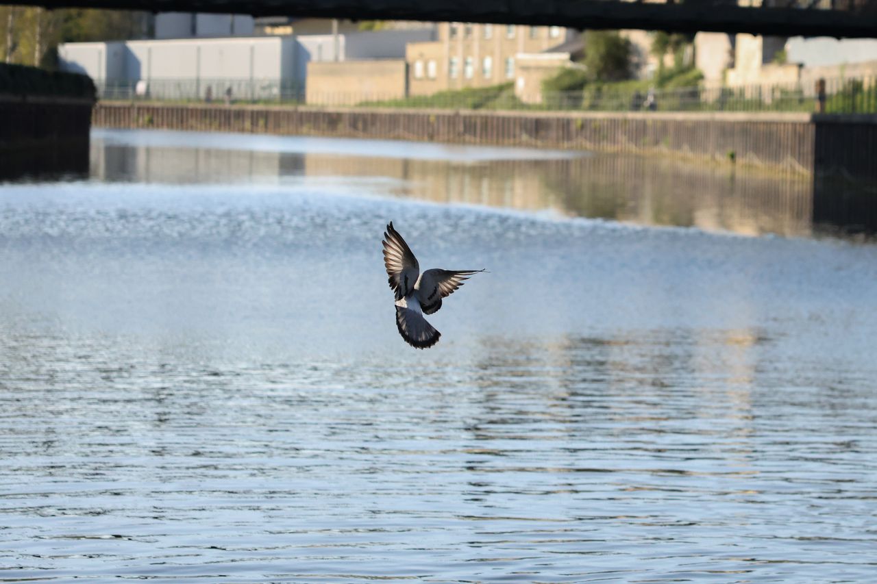 A photo of a pigeon taken on a Canon EOS R5 Mark II camera.