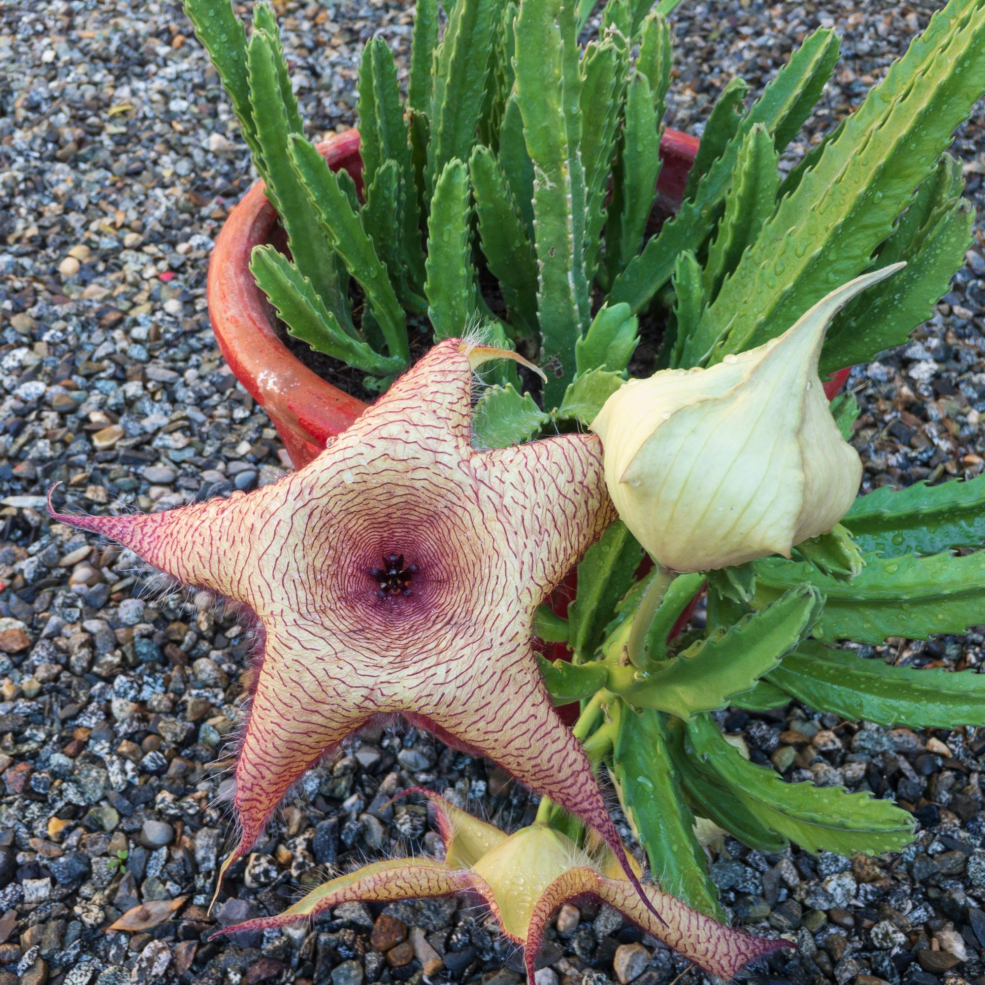 Stapelia gigantea flower growing in pot