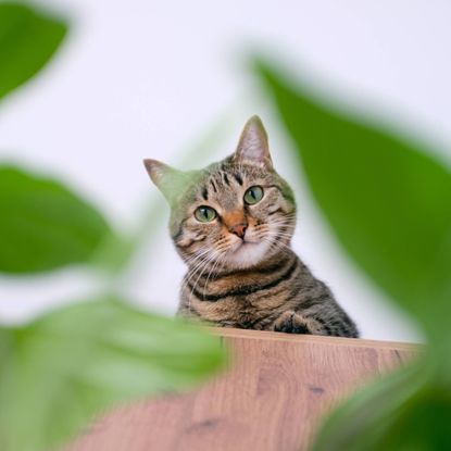 Cat looks down on houseplants