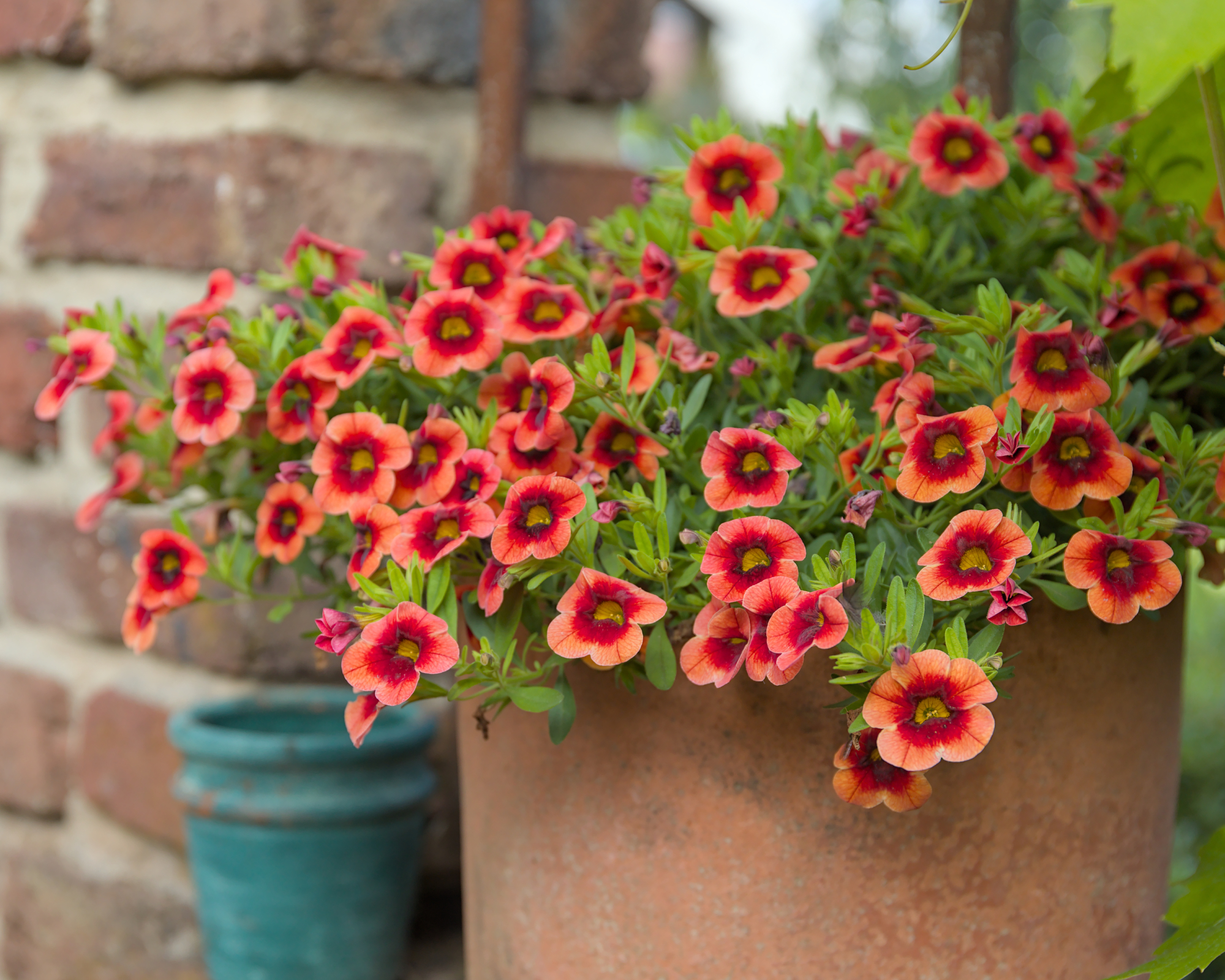 orange and red calibrachoa growing in terracotta planter