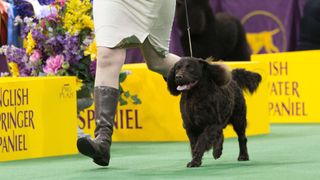American water spaniel in the show ring