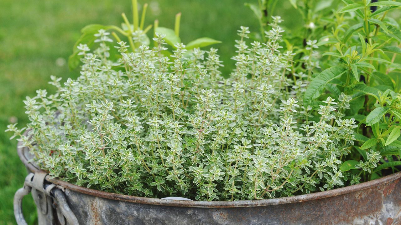 How to grow thyme