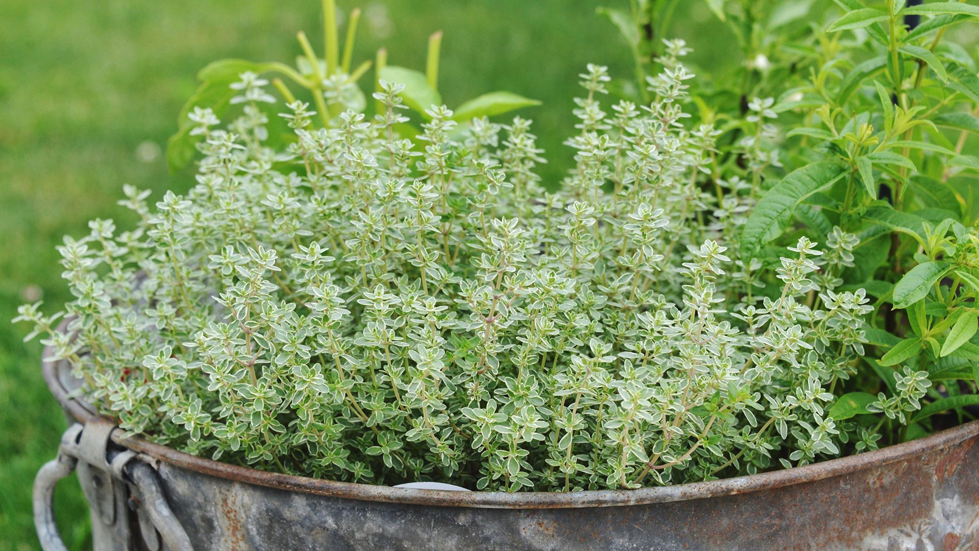 How to grow thyme Homes & Gardens