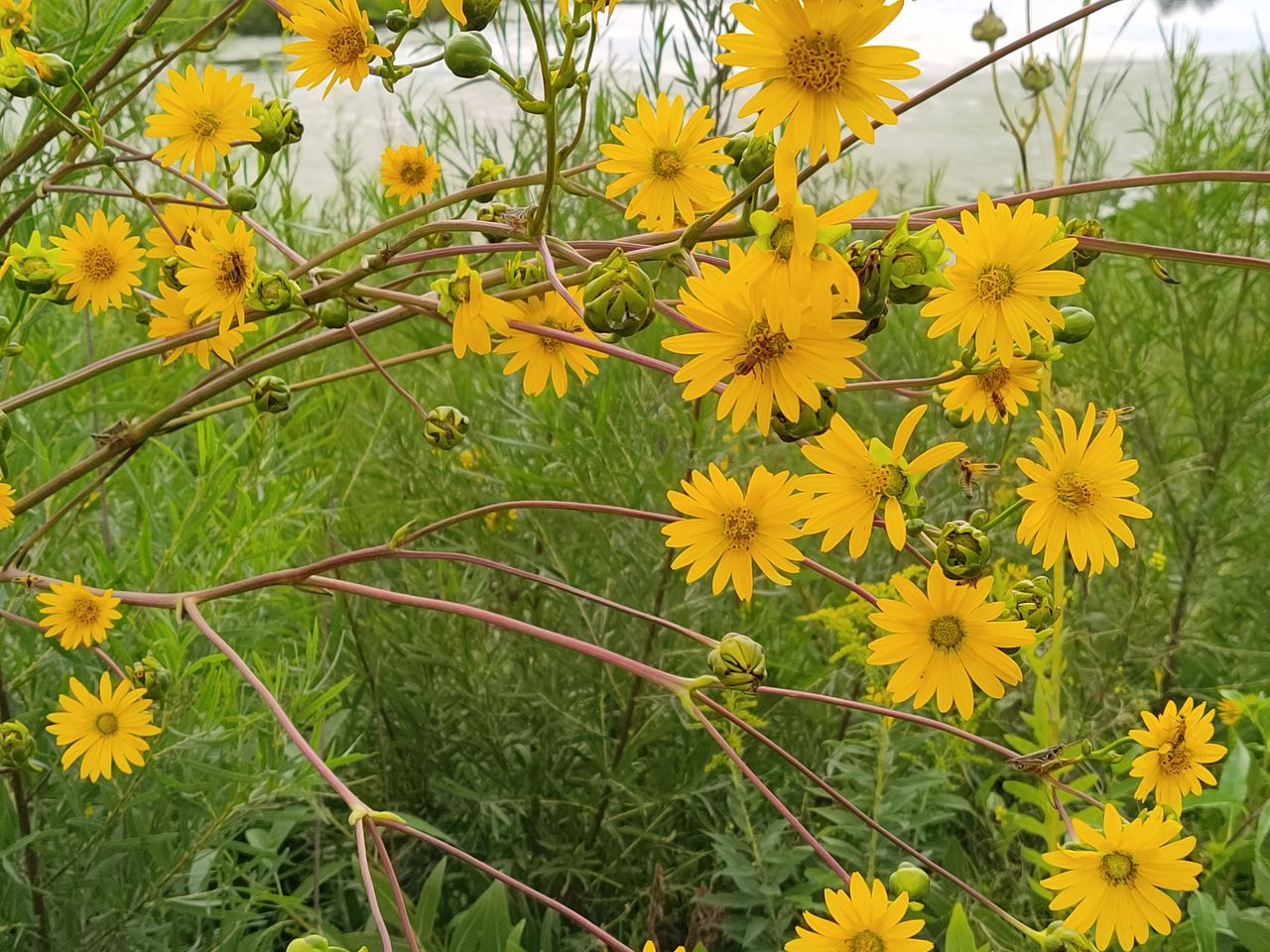 TCL 20 Pro 5G camera samples