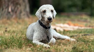 White beddlington Terrier sitting on the grass