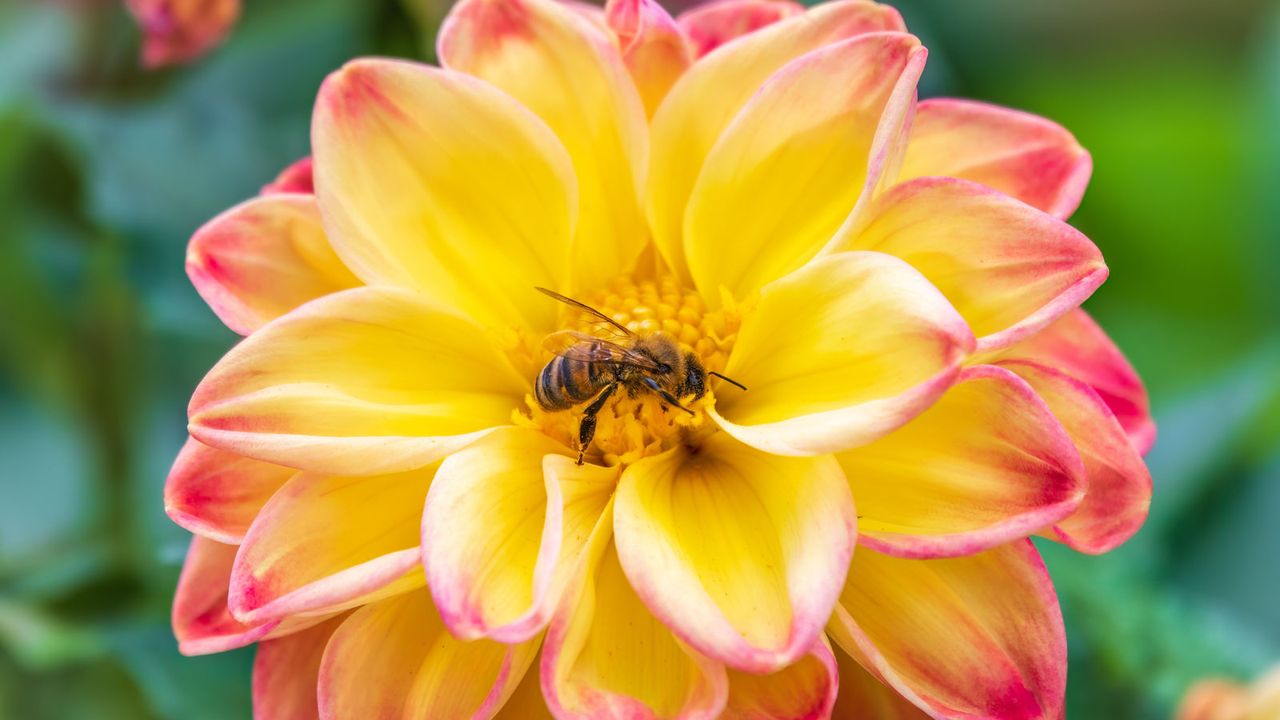 bee on pink and yellow dahlia flower head