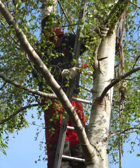 A tree surgeon pruning a birch tree up a ladder with a pruning saw