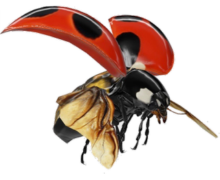 Ladybug Google Search 3D model
