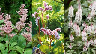 a variety of pink and white perennial plants in a collage image